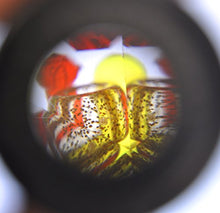 W&P Gustav Klimt Kaleidoscope - Random Designs