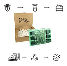 6 x Aster Dumosus 'Professor Anton Kippenberg' - Perenni Vaso 9cm x 9cm