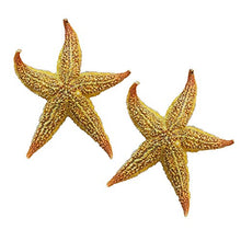 LPxdywlk Stelle Marines Secche Naturali 2 Pezzi Beach Craft Wedding Party Home Puntelli di Fotografia di Decorazione 2pcs