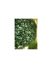 Fogliame Duo semplice face Variante Ht.1,0 x Lg.3 m