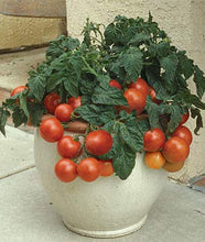 ABRC Patio Container Garden