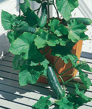 ABRC Patio Container Garden