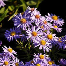 6 x Aster Dumosus 'Professor Anton Kippenberg' - Perenni Vaso 9cm x 9cm