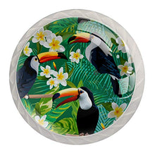 Maniglie per cassetti Manopole per cassetti Manopole rotonde Confezione da 4 per armadietto, cassetti, cassettiere, cassettiere ecc - Pappagallo E Palma