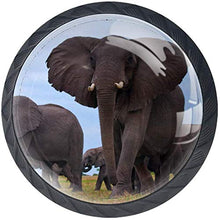 Elefante Pomelli per Porta Set di 4 Pomelli per Mobili Manopole per Cassetti Cucina Armadio Vetro