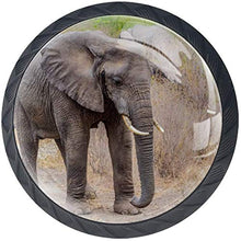 Elefante africano Grey Walking Forest Pomelli per Porta Set di 4 Pomelli per Mobili Manopole per Cassetti Cucina Armadio Vetro