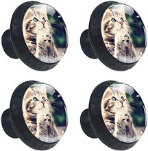 Kitten Praying Pomelli per Porta Set di 4 Pomelli per Mobili Manopole per Cassetti Cucina Armadio Vetro