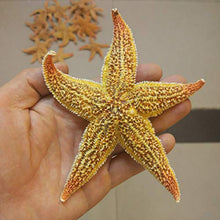 LPxdywlk Stelle Marines Secche Naturali 2 Pezzi Beach Craft Wedding Party Home Puntelli di Fotografia di Decorazione 2pcs