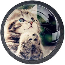 Kitten Praying Pomelli per Porta Set di 4 Pomelli per Mobili Manopole per Cassetti Cucina Armadio Vetro
