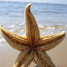 LPxdywlk Stelle Marines Secche Naturali 2 Pezzi Beach Craft Wedding Party Home Puntelli di Fotografia di Decorazione 2pcs