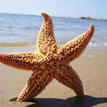 LPxdywlk Stelle Marines Secche Naturali 2 Pezzi Beach Craft Wedding Party Home Puntelli di Fotografia di Decorazione 2pcs