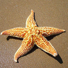 LPxdywlk Stelle Marines Secche Naturali 2 Pezzi Beach Craft Wedding Party Home Puntelli di Fotografia di Decorazione 2pcs