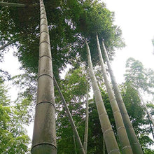 Balcone Protezione Schermo Privacy Recinzione di bambù Durevole E Resistente alle Intemperie Il Tappetino in bambù Consegnato È Completamente Assemblato Adatto A Parabrezza