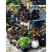 Sedile per Sedia da Giardino in Ferro Battuto Rustico in Metallo in Ferro Battuto per Esterni Design in Piuma di Pavone