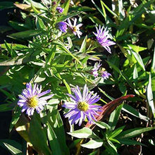 6 x Aster Dumosus 'Professor Anton Kippenberg' - Perenni Vaso 9cm x 9cm