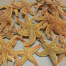 LPxdywlk Stelle Marines Secche Naturali 2 Pezzi Beach Craft Wedding Party Home Puntelli di Fotografia di Decorazione 2pcs